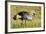 Kenya, Maasai Mara, Mara Triangle, Pair of Grey Crowned Crane-Alison Jones-Framed Photographic Print