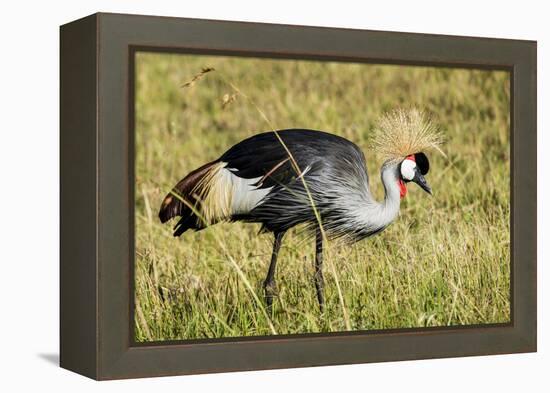 Kenya, Maasai Mara, Mara Triangle, Pair of Grey Crowned Crane-Alison Jones-Framed Premier Image Canvas