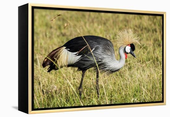 Kenya, Maasai Mara, Mara Triangle, Pair of Grey Crowned Crane-Alison Jones-Framed Premier Image Canvas