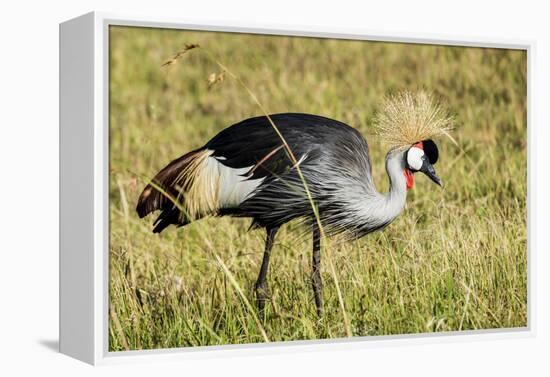 Kenya, Maasai Mara, Mara Triangle, Pair of Grey Crowned Crane-Alison Jones-Framed Premier Image Canvas