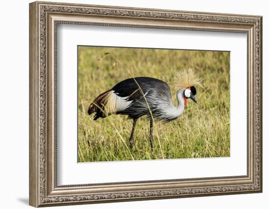 Kenya, Maasai Mara, Mara Triangle, Pair of Grey Crowned Crane-Alison Jones-Framed Photographic Print