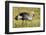 Kenya, Maasai Mara, Mara Triangle, Pair of Grey Crowned Crane-Alison Jones-Framed Photographic Print