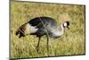 Kenya, Maasai Mara, Mara Triangle, Pair of Grey Crowned Crane-Alison Jones-Mounted Photographic Print