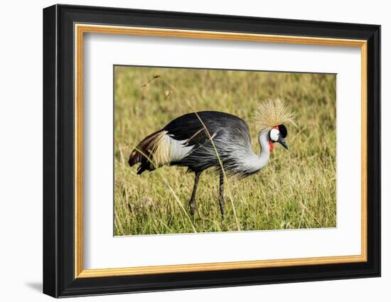 Kenya, Maasai Mara, Mara Triangle, Pair of Grey Crowned Crane-Alison Jones-Framed Photographic Print