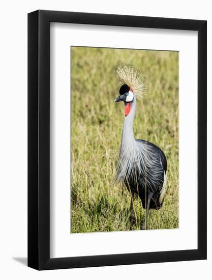 Kenya, Maasai Mara, Mara Triangle, Pair of Grey Crowned Crane-Alison Jones-Framed Photographic Print