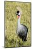 Kenya, Maasai Mara, Mara Triangle, Pair of Grey Crowned Crane-Alison Jones-Mounted Photographic Print