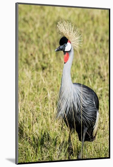 Kenya, Maasai Mara, Mara Triangle, Pair of Grey Crowned Crane-Alison Jones-Mounted Photographic Print