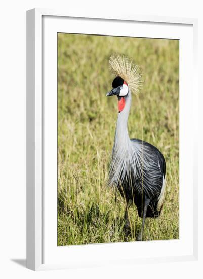 Kenya, Maasai Mara, Mara Triangle, Pair of Grey Crowned Crane-Alison Jones-Framed Photographic Print