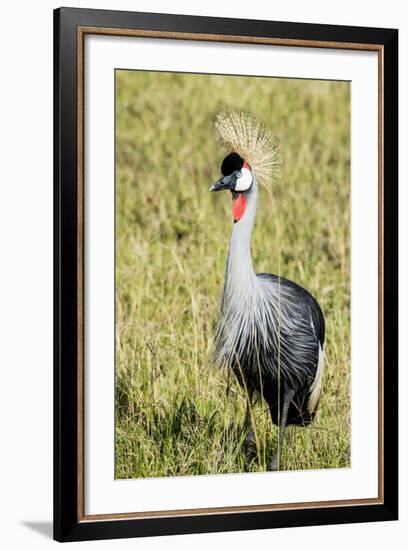 Kenya, Maasai Mara, Mara Triangle, Pair of Grey Crowned Crane-Alison Jones-Framed Photographic Print