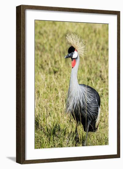 Kenya, Maasai Mara, Mara Triangle, Pair of Grey Crowned Crane-Alison Jones-Framed Photographic Print
