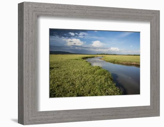 Kenya, Maasai Mara, Mara Triangle, Wetland Called 'Governor's Swamp'-Alison Jones-Framed Photographic Print