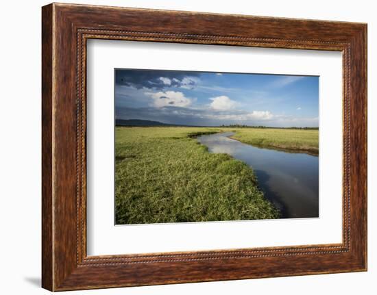 Kenya, Maasai Mara, Mara Triangle, Wetland Called 'Governor's Swamp'-Alison Jones-Framed Photographic Print