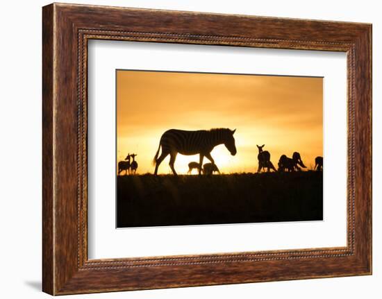 Kenya, Maasai Mara, Mara Triangle, Zebras and Impala at Sunset-Alison Jones-Framed Photographic Print