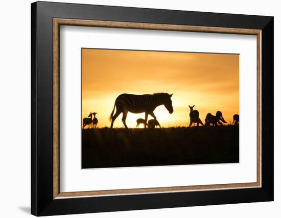 Kenya, Maasai Mara, Mara Triangle, Zebras and Impala at Sunset-Alison Jones-Framed Photographic Print