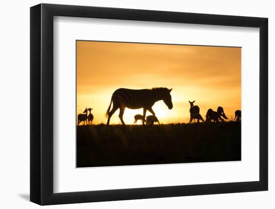 Kenya, Maasai Mara, Mara Triangle, Zebras and Impala at Sunset-Alison Jones-Framed Photographic Print