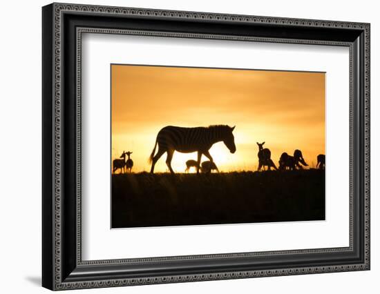 Kenya, Maasai Mara, Mara Triangle, Zebras and Impala at Sunset-Alison Jones-Framed Photographic Print