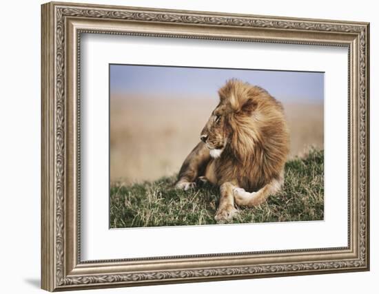 Kenya, Maasai Mara National Reserve, Lion Resting in Grass-Kent Foster-Framed Photographic Print