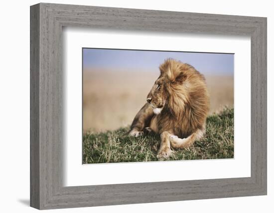 Kenya, Maasai Mara National Reserve, Lion Resting in Grass-Kent Foster-Framed Photographic Print