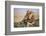 Kenya, Maasai Mara National Reserve, Lion Resting in Grass-Kent Foster-Framed Photographic Print