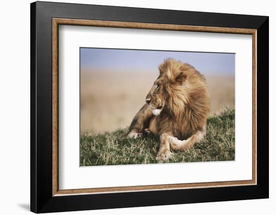 Kenya, Maasai Mara National Reserve, Lion Resting in Grass-Kent Foster-Framed Photographic Print