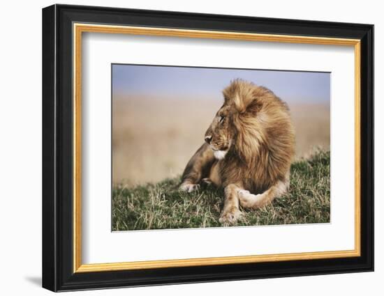 Kenya, Maasai Mara National Reserve, Lion Resting in Grass-Kent Foster-Framed Photographic Print