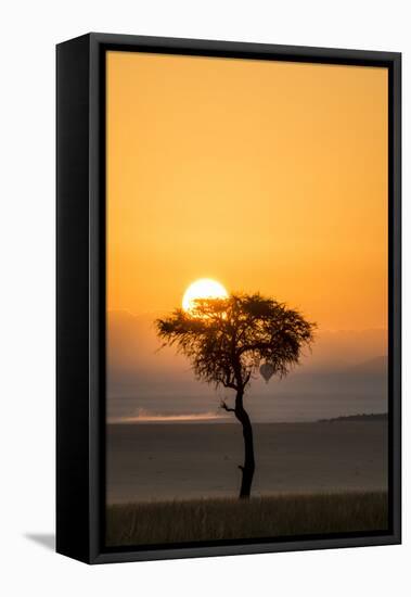 Kenya, Maasai Mara, Sunrise Behind Balanites Tree and Hot Air Balloon-Alison Jones-Framed Premier Image Canvas