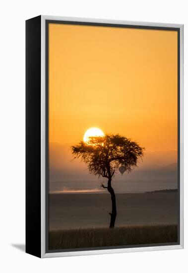 Kenya, Maasai Mara, Sunrise Behind Balanites Tree and Hot Air Balloon-Alison Jones-Framed Premier Image Canvas