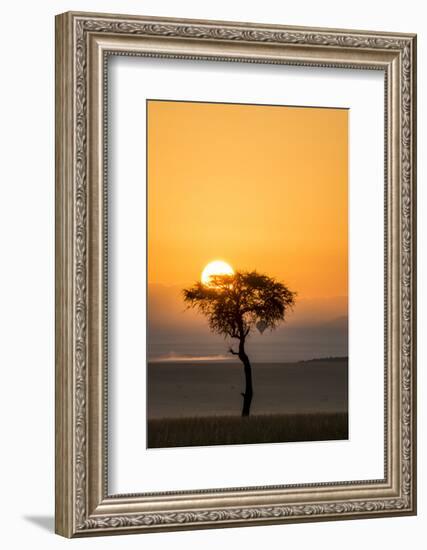 Kenya, Maasai Mara, Sunrise Behind Balanites Tree and Hot Air Balloon-Alison Jones-Framed Photographic Print