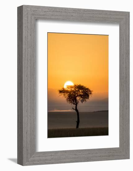 Kenya, Maasai Mara, Sunrise Behind Balanites Tree and Hot Air Balloon-Alison Jones-Framed Photographic Print