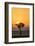 Kenya, Maasai Mara, Sunrise Behind Balanites Tree and Hot Air Balloon-Alison Jones-Framed Photographic Print