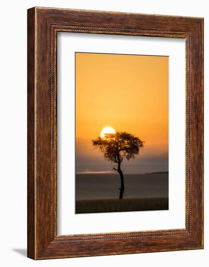 Kenya, Maasai Mara, Sunrise Behind Balanites Tree and Hot Air Balloon-Alison Jones-Framed Photographic Print