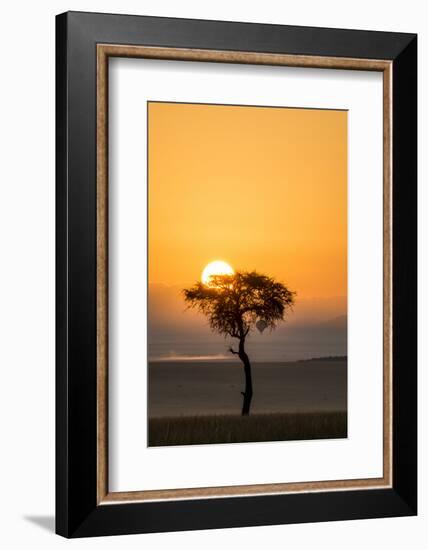 Kenya, Maasai Mara, Sunrise Behind Balanites Tree and Hot Air Balloon-Alison Jones-Framed Photographic Print