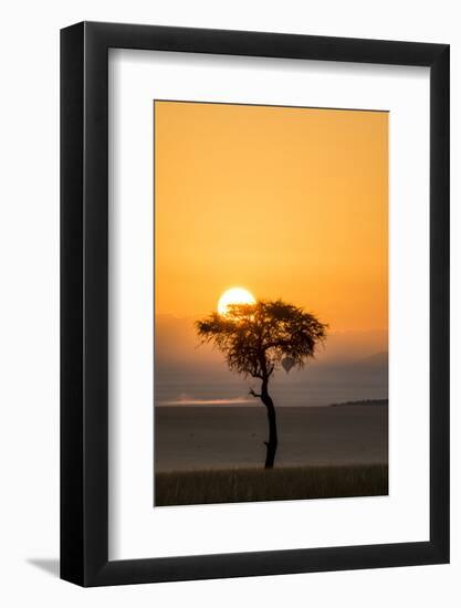 Kenya, Maasai Mara, Sunrise Behind Balanites Tree and Hot Air Balloon-Alison Jones-Framed Photographic Print