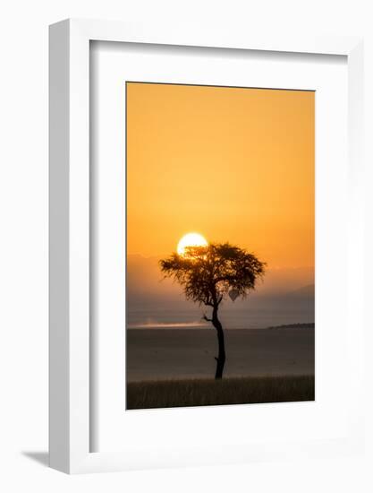 Kenya, Maasai Mara, Sunrise Behind Balanites Tree and Hot Air Balloon-Alison Jones-Framed Photographic Print