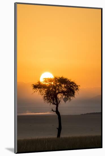 Kenya, Maasai Mara, Sunrise Behind Balanites Tree and Hot Air Balloon-Alison Jones-Mounted Photographic Print