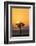 Kenya, Maasai Mara, Sunrise Behind Balanites Tree and Hot Air Balloon-Alison Jones-Framed Photographic Print