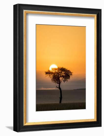 Kenya, Maasai Mara, Sunrise Behind Balanites Tree and Hot Air Balloon-Alison Jones-Framed Photographic Print