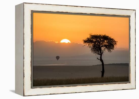 Kenya, Maasai Mara, Sunrise Behind Balanites Tree and Hot Air Balloon-Alison Jones-Framed Premier Image Canvas