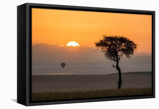 Kenya, Maasai Mara, Sunrise Behind Balanites Tree and Hot Air Balloon-Alison Jones-Framed Premier Image Canvas