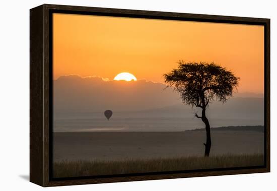 Kenya, Maasai Mara, Sunrise Behind Balanites Tree and Hot Air Balloon-Alison Jones-Framed Premier Image Canvas