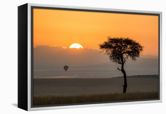 Kenya, Maasai Mara, Sunrise Behind Balanites Tree and Hot Air Balloon-Alison Jones-Framed Premier Image Canvas