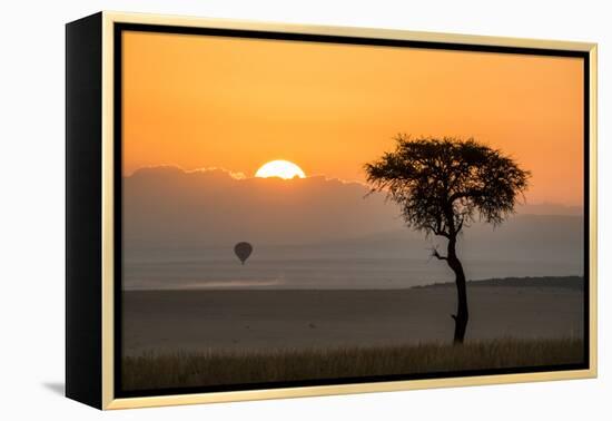 Kenya, Maasai Mara, Sunrise Behind Balanites Tree and Hot Air Balloon-Alison Jones-Framed Premier Image Canvas