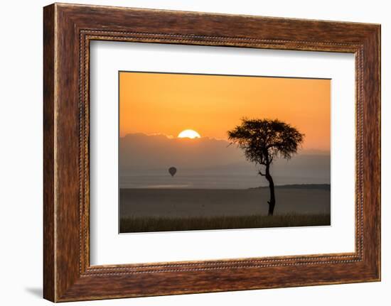 Kenya, Maasai Mara, Sunrise Behind Balanites Tree and Hot Air Balloon-Alison Jones-Framed Photographic Print