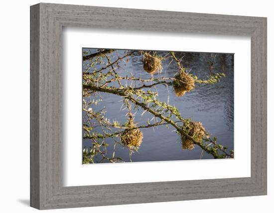 Kenya, Maasai Mara, Weaver Bird Nests Hanging over Mara River-Alison Jones-Framed Photographic Print