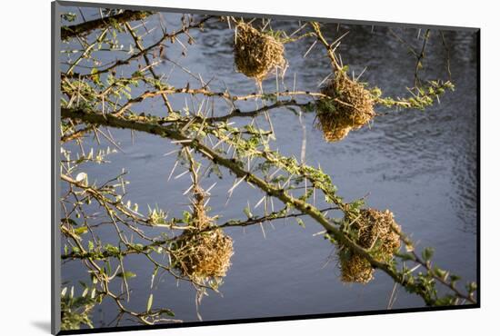 Kenya, Maasai Mara, Weaver Bird Nests Hanging over Mara River-Alison Jones-Mounted Photographic Print