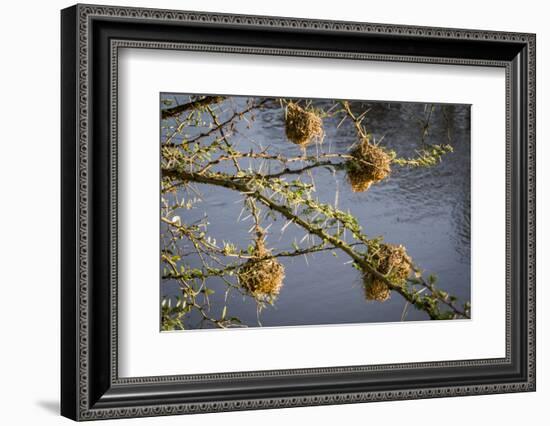 Kenya, Maasai Mara, Weaver Bird Nests Hanging over Mara River-Alison Jones-Framed Photographic Print