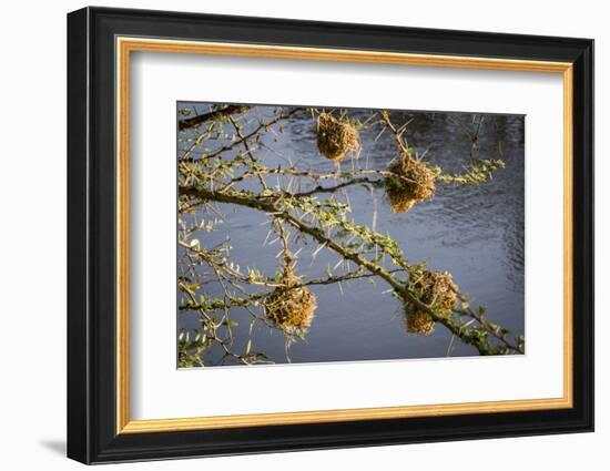 Kenya, Maasai Mara, Weaver Bird Nests Hanging over Mara River-Alison Jones-Framed Photographic Print