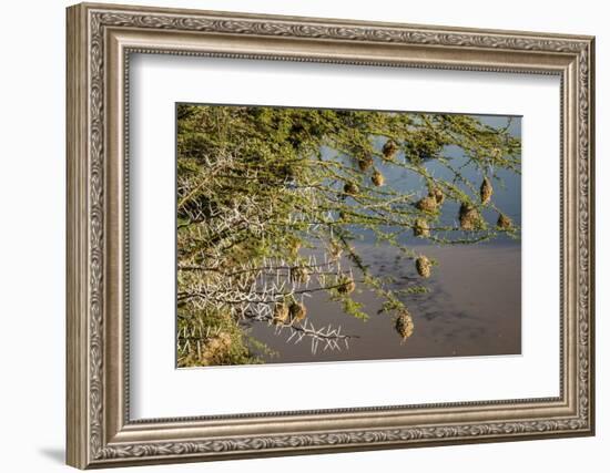 Kenya, Maasai Mara, Weaver Bird Nests Hanging over Mara River-Alison Jones-Framed Photographic Print