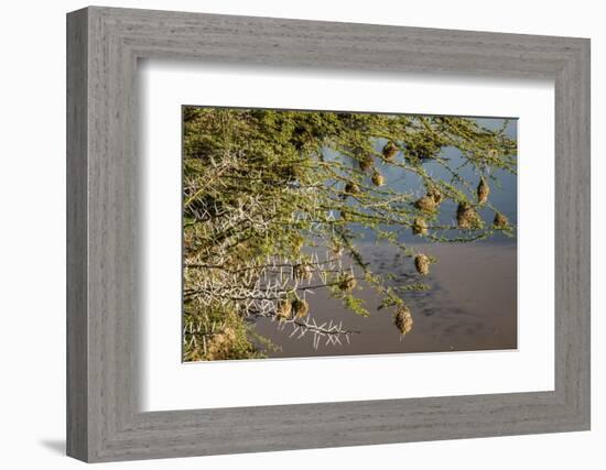 Kenya, Maasai Mara, Weaver Bird Nests Hanging over Mara River-Alison Jones-Framed Photographic Print