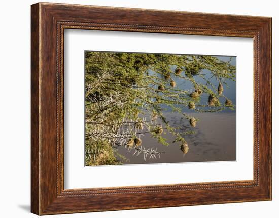 Kenya, Maasai Mara, Weaver Bird Nests Hanging over Mara River-Alison Jones-Framed Photographic Print